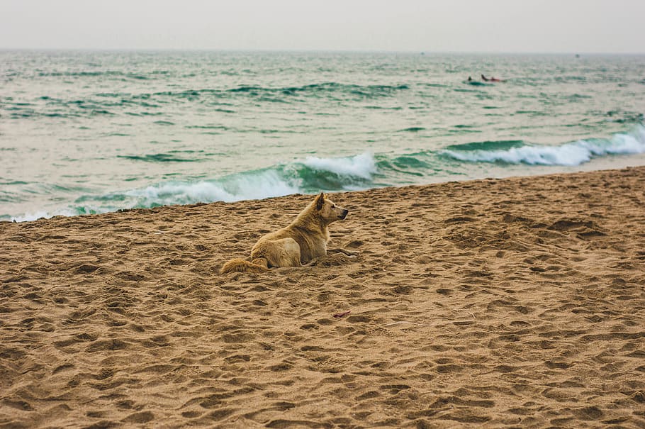 animals, ocean, beach, blue, mood, sea, water, land, sand, horizon HD wallpaper