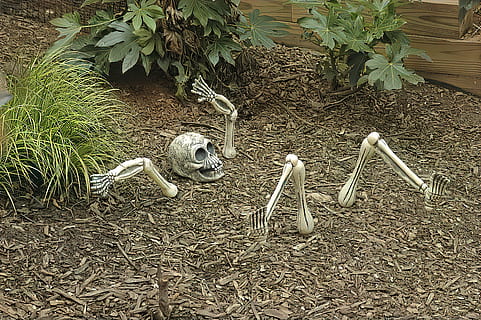 skeleton, horror, grave, dead, skull, head, death, bone, halloween HD wallpaper