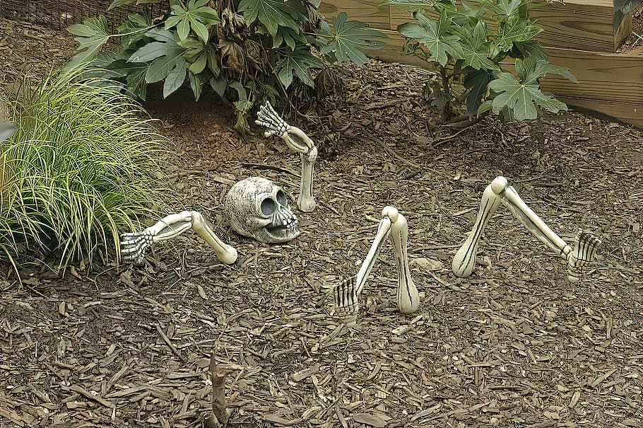 skeleton, horror, grave, dead, skull, head, death, bone, halloween, HD wallpaper