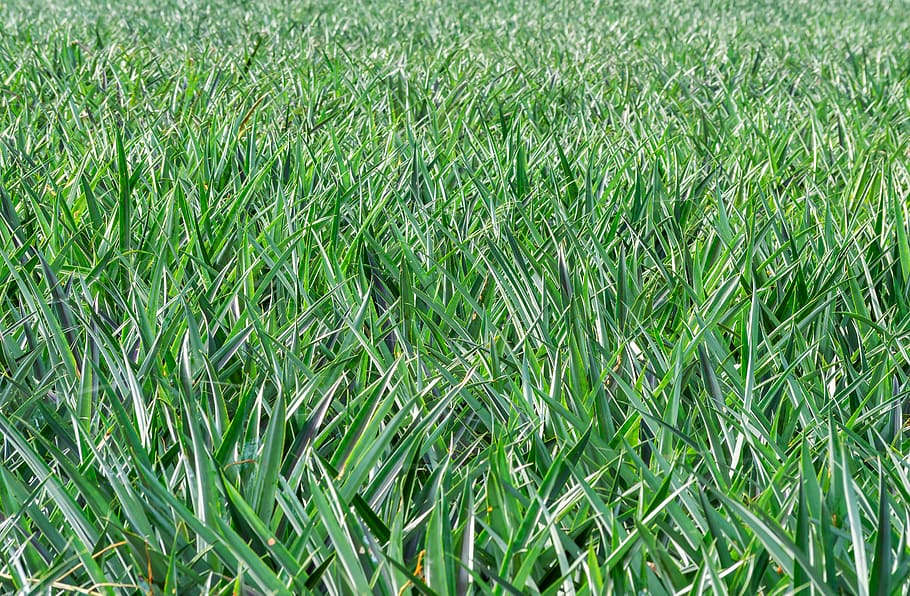 fruit, pineapple, plant, green color, full frame, field, growth HD wallpaper