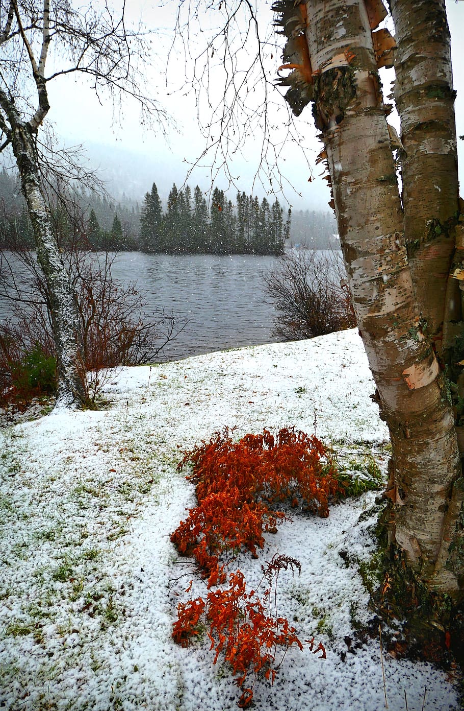 landscape, nature, trees, birch, fall, cold, snowy, lake, water HD wallpaper