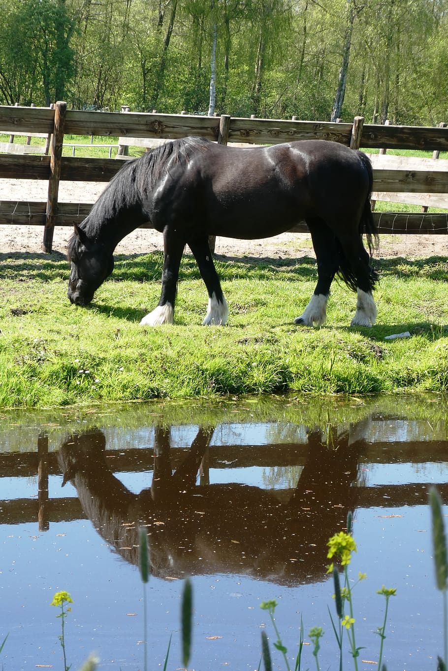 horse, whey, grass, browser, spring, ditch, reflection, black HD wallpaper