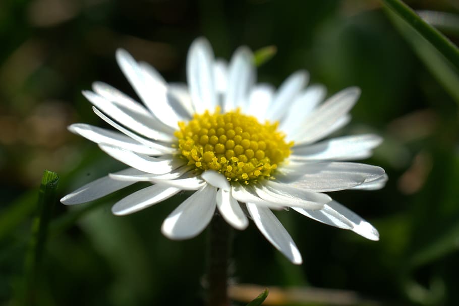 daisy, meadow, spring, easter, summer, plant, garden, blossom HD wallpaper