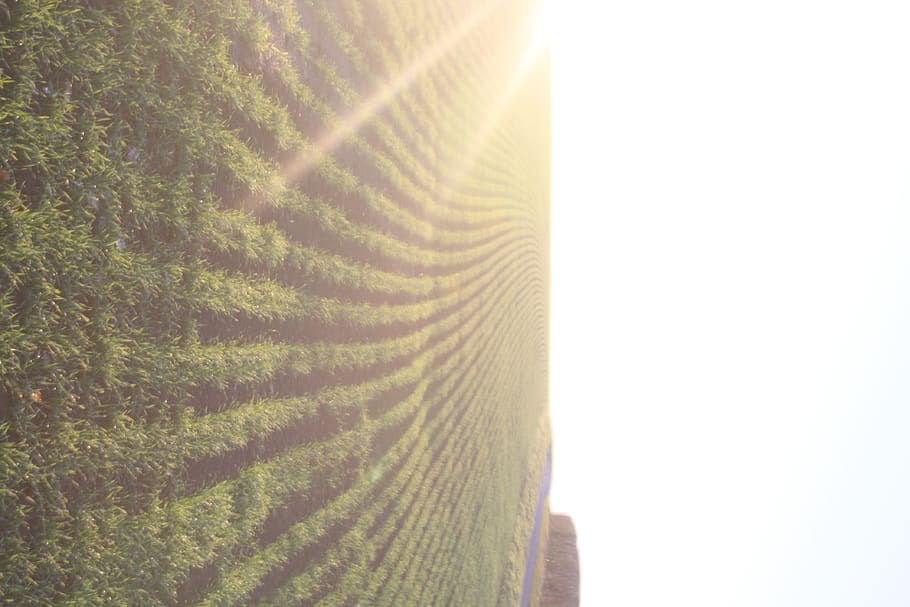 sun beam, field, nature, no people, plant, sunlight, close-up HD wallpaper