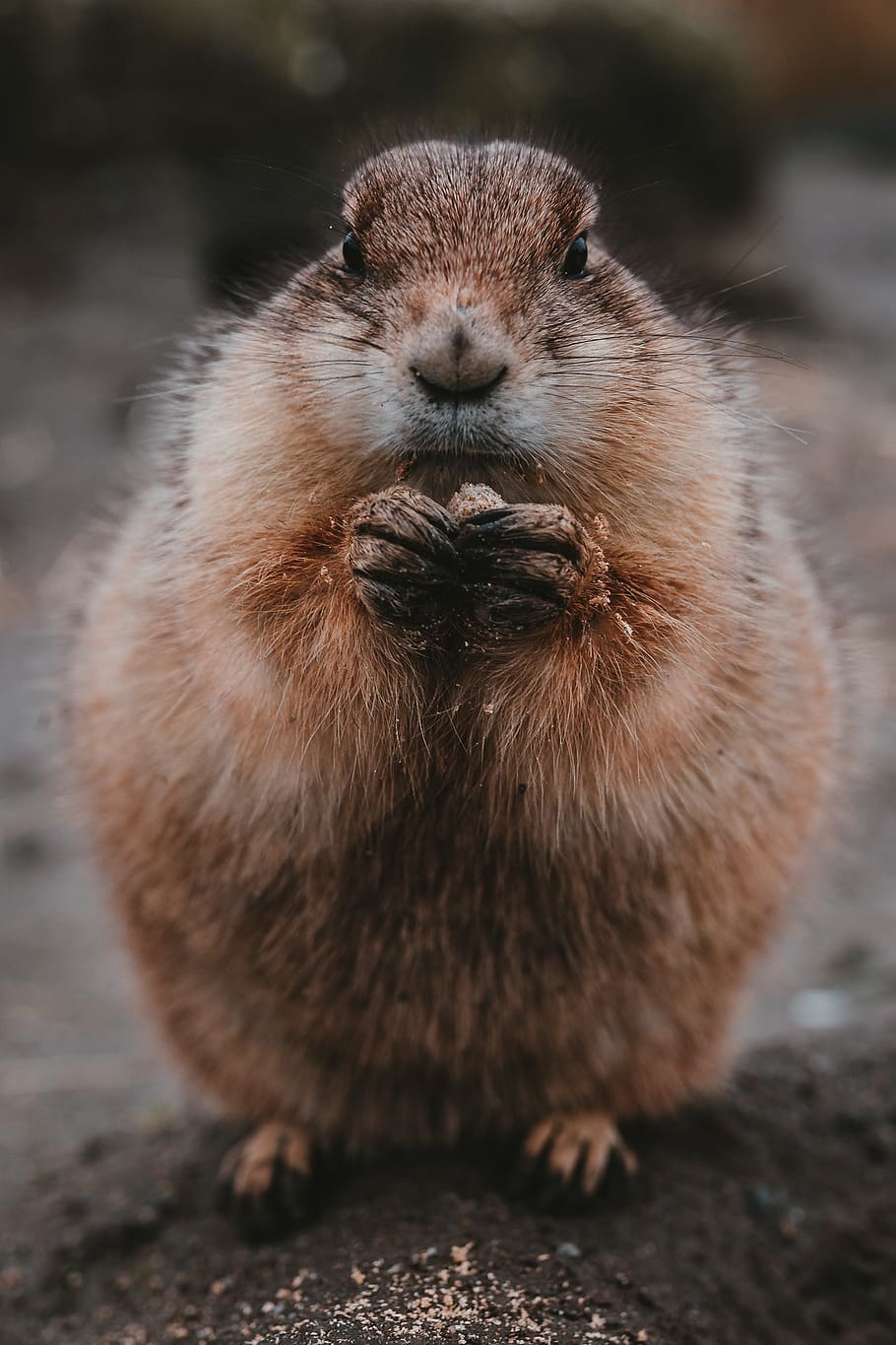 brown rodent, one animal, mammal, animal wildlife, animals in the wild HD wallpaper