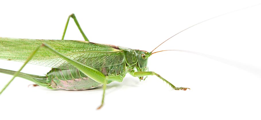 grasshopper, insect, jump, green, closeup, nature, macro, outdoor HD wallpaper