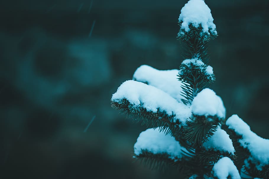 green tree covered with snow, plant, fir, abies, conifer, nature HD wallpaper