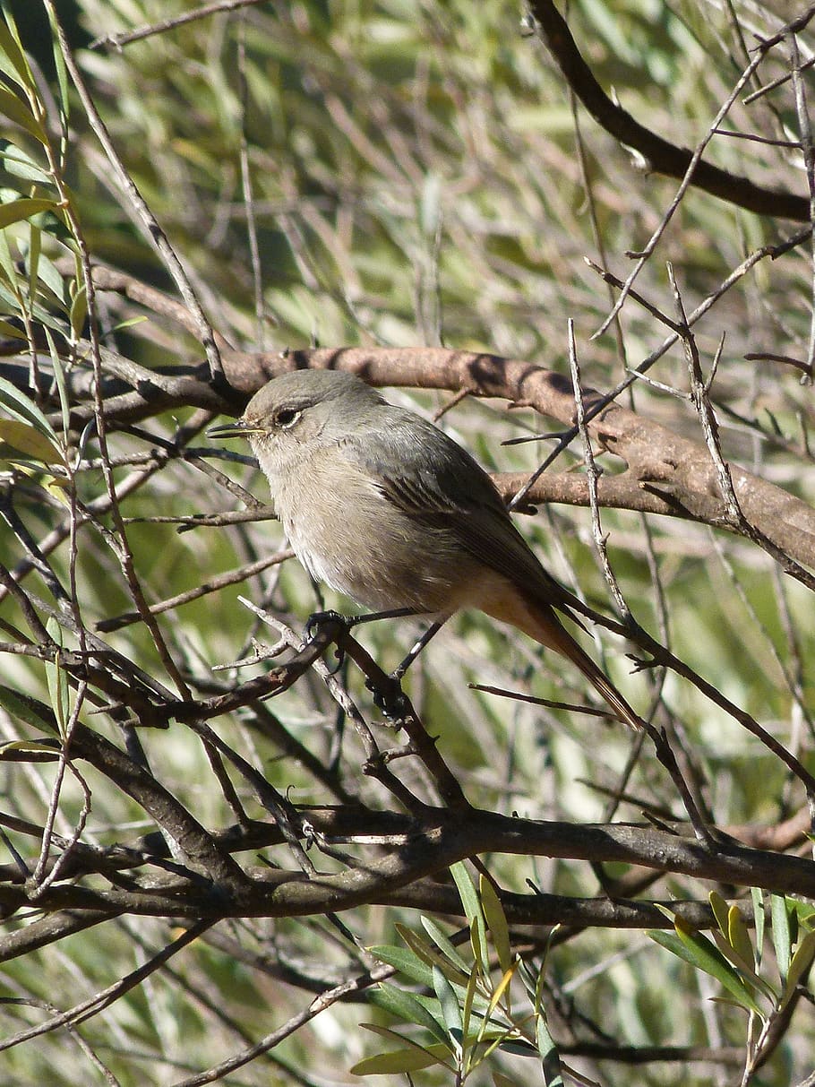 bird, branch, tree, black redstart, smoked cotxa, animal, animal themes HD wallpaper