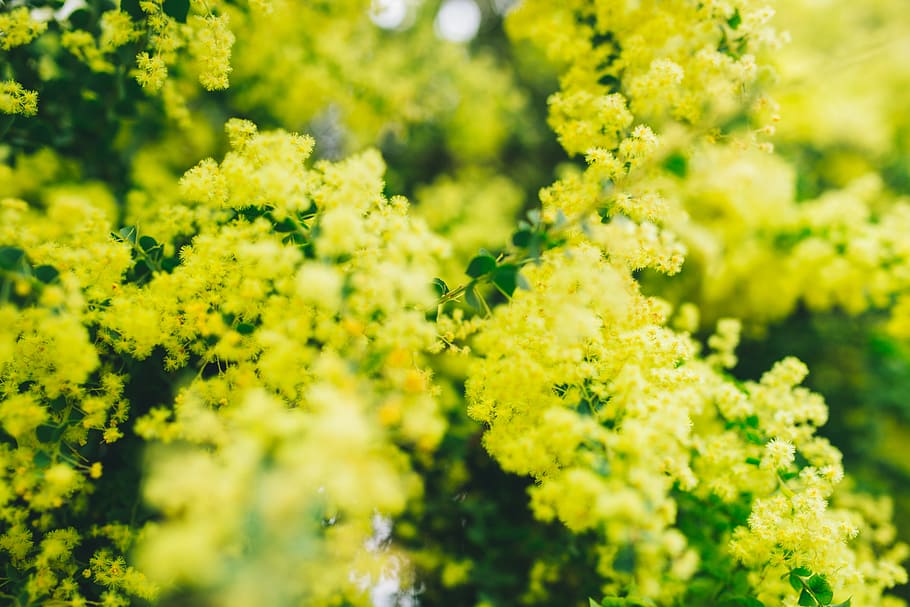 yellow, flower, tree, plants, nature, fresh, freshness, beauty in nature HD wallpaper