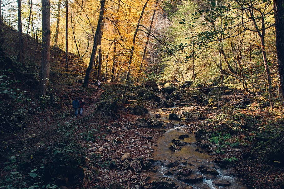 forest, autumn, creek, river, nature, landscape, forests, in the fall of HD wallpaper