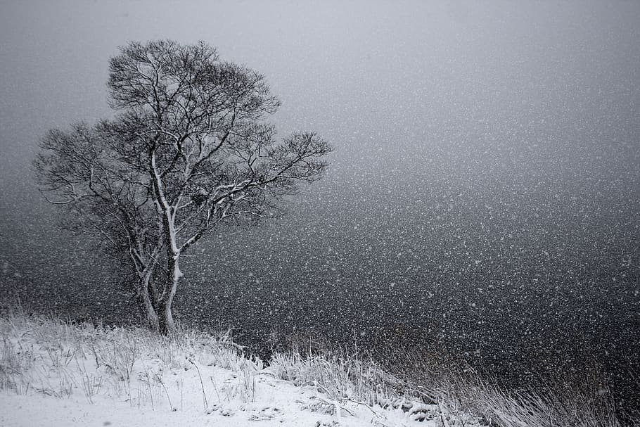 tree, snow, winter, weather, snowflake, snow storm, cold, frost HD wallpaper