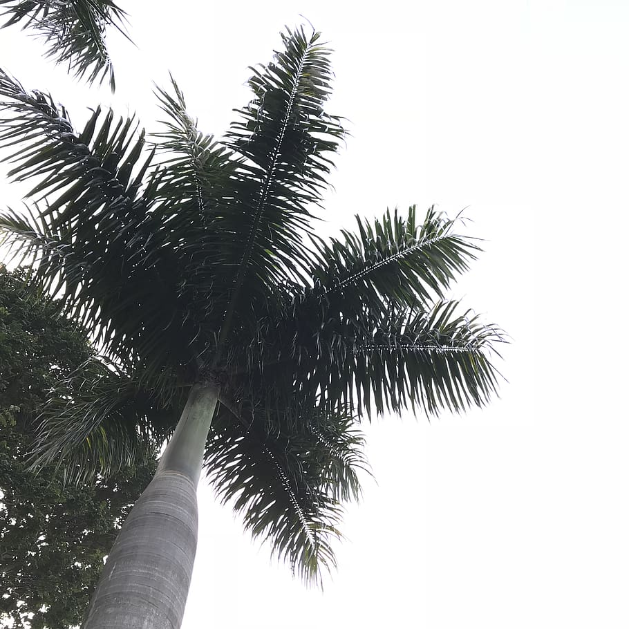 india, bengaluru, 5/ab, tree, palm, sky, palm tree, tropical climate HD wallpaper
