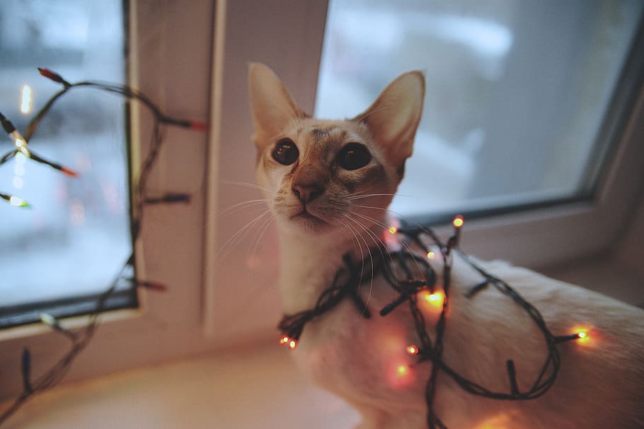 cat, nicely, kitten, tiger, animal, feline, charming, new year's eve HD wallpaper