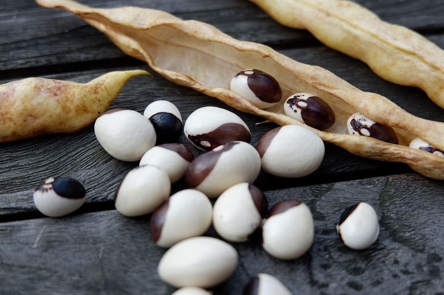 beans, black, white, garden bean, pole beans, bosnian black and white HD wallpaper