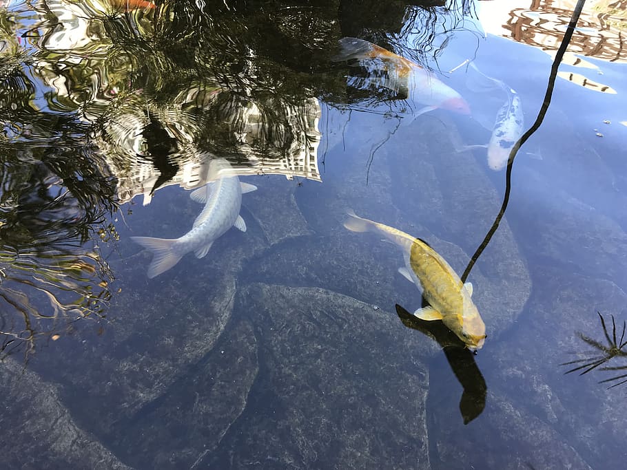 animal, fish, carp, koi, puerto vallarta, mexico, puerto vallarta - jalisco 2477 HD wallpaper