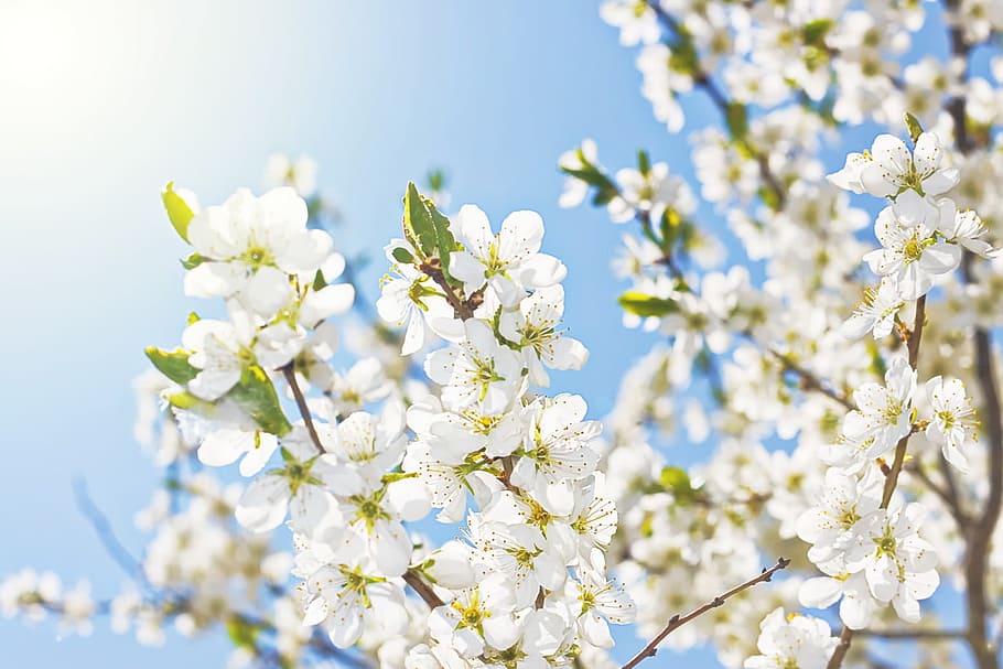 background, beautiful, beauty, bloom, blossom, blue, branch HD wallpaper
