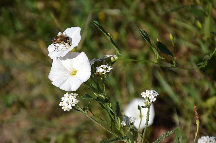 bindweed, insect, plant, climber plant, winds, white, flower HD wallpaper