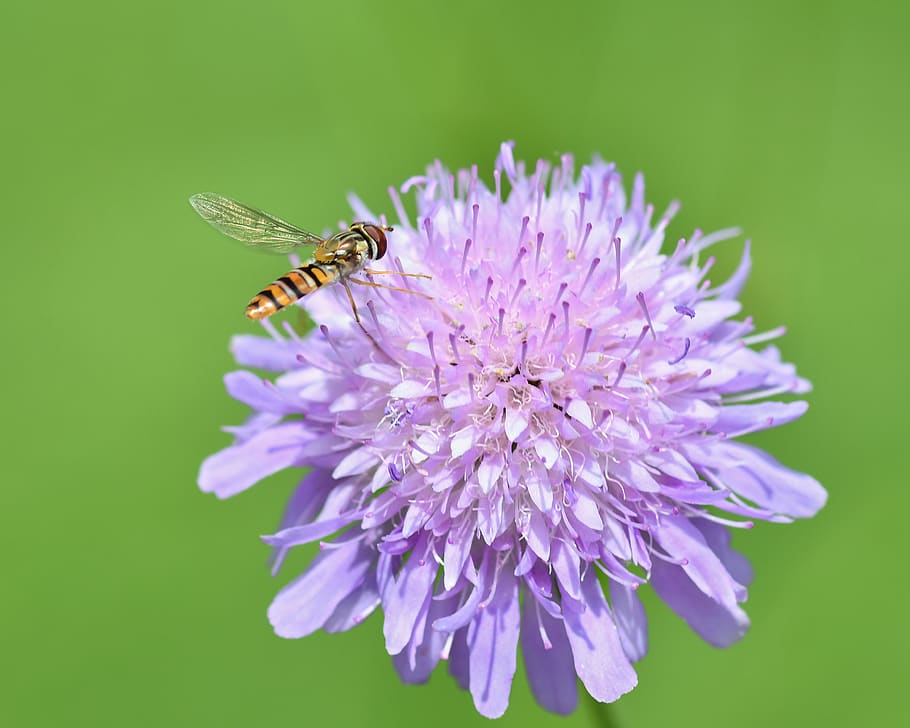 hoverfly, insect, flower, purple, forage, diptera, syrphide HD wallpaper