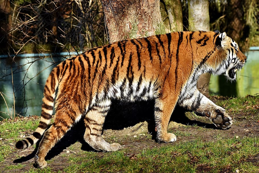 tiger, big cat, predator, wildcat, tiger head, tongue, dangerous HD wallpaper