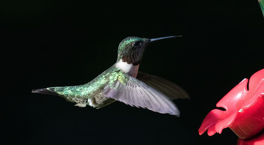 hummingbird, ruby throated, flying, portrait, wildlife, feeding HD wallpaper