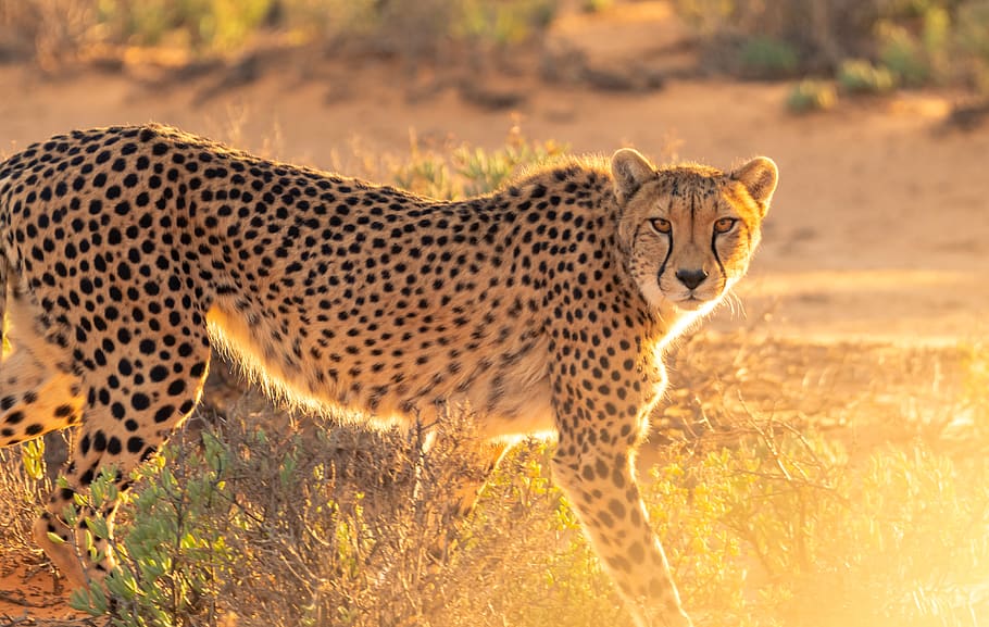 HD wallpaper: cheetah on grass field, animal, mammal, leopard, panther,  jaguar | Wallpaper Flare