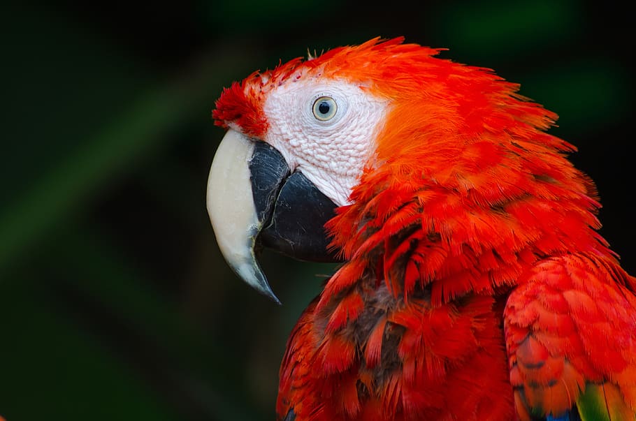 red, green, macaw, bird, animal, one animal, animal themes HD wallpaper