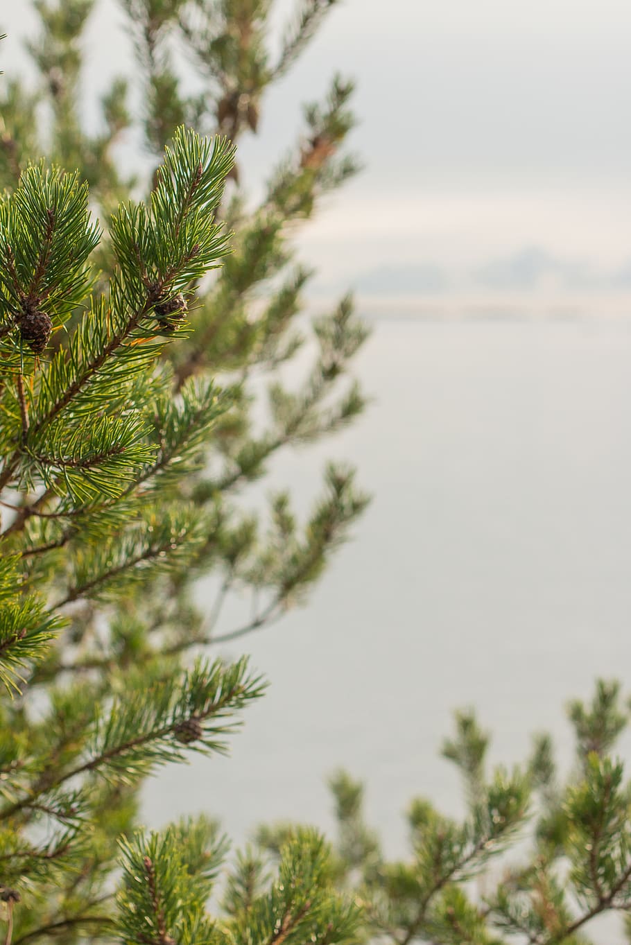tree, plant, conifer, pine, fir, abies, nature, water, pinaceae HD wallpaper
