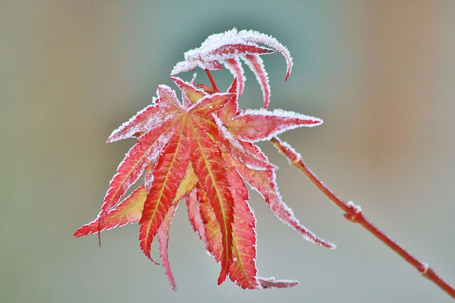 frozen, ice, snow, winter, maple, leaf, nature, close-up, red HD wallpaper