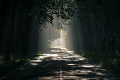 Gray Asphalt Road Surrounded by Tall Trees, dark, dawn, environment HD wallpaper