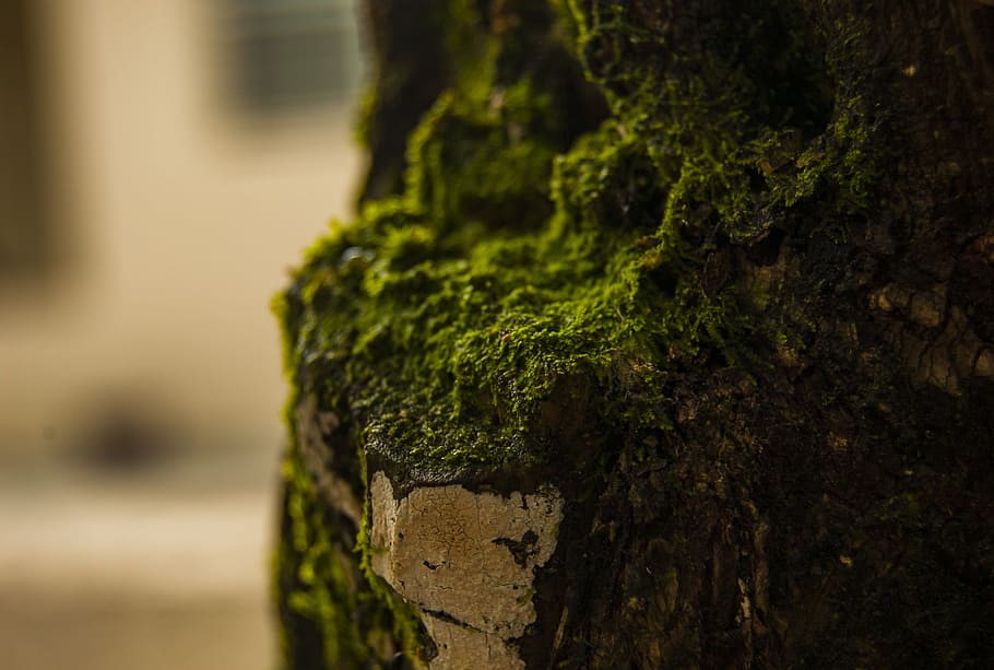 Close-up Photo Of Green Moss, macro, focus on foreground, green color HD wallpaper