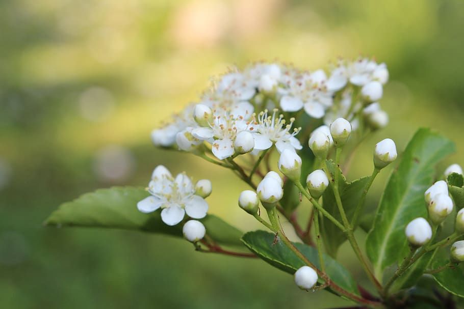 flowers, blossom, spring, green, fresh, white, wallpaper, flowering plant HD wallpaper