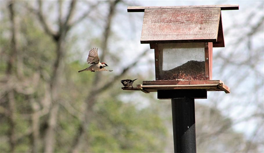 feeder, sparrow, tree sparrow, bird, nature, vertebrate, animal themes HD wallpaper
