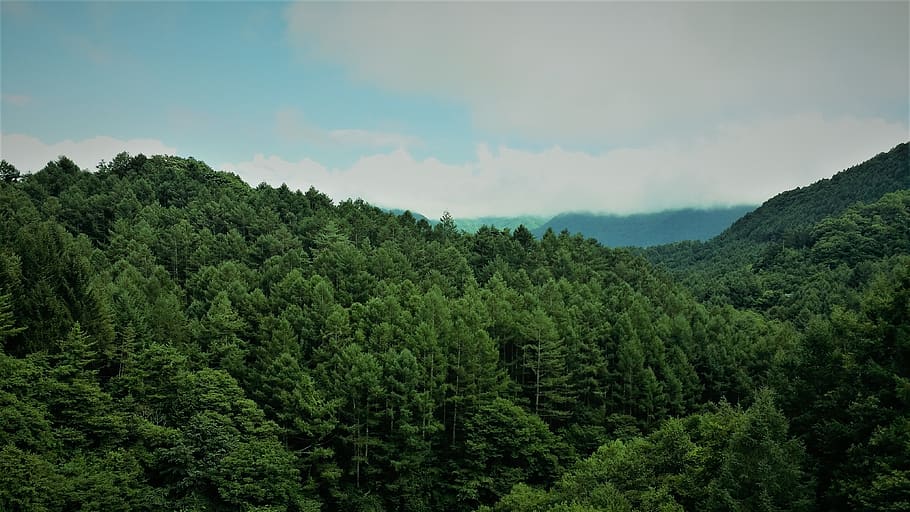 Aerial Photography of Green Trees, clouds, daylight, environment HD wallpaper
