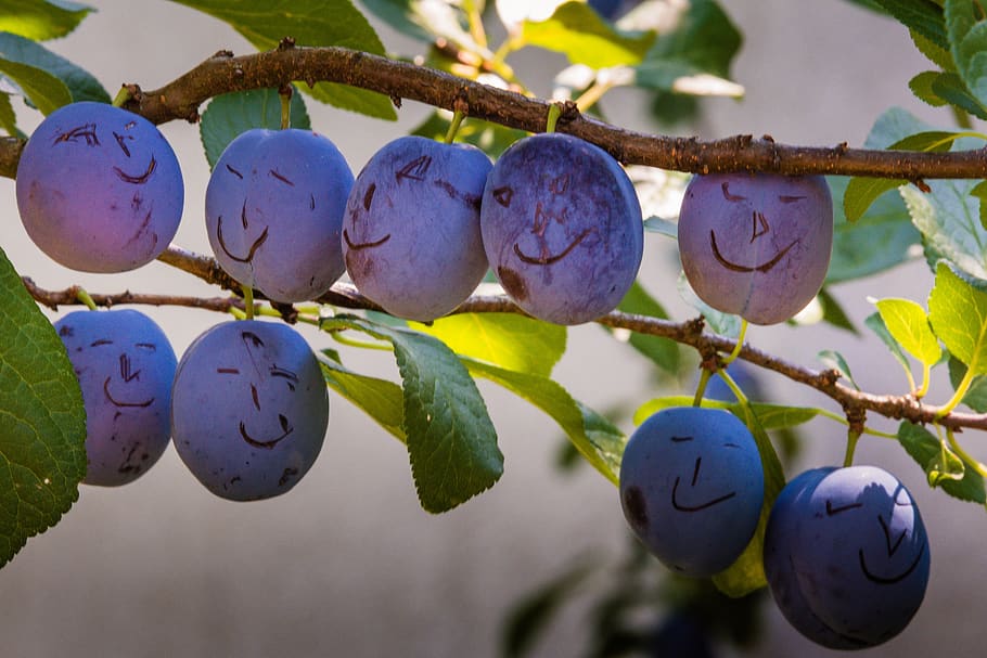 plum, fruit, plums, food, fruits, ripe, healthy, branch, violet HD wallpaper