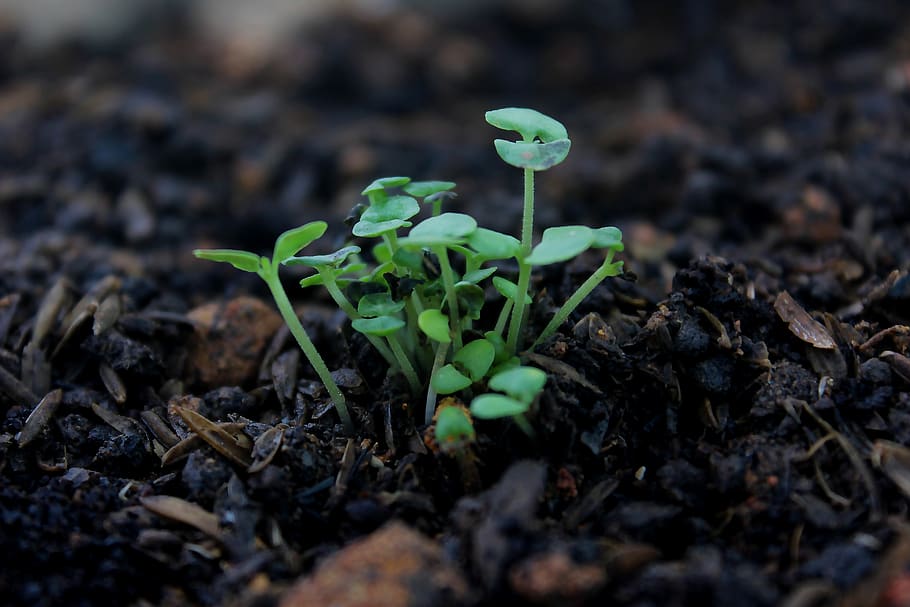Close-up Photography of Green Plant, blur, environment, flora HD wallpaper