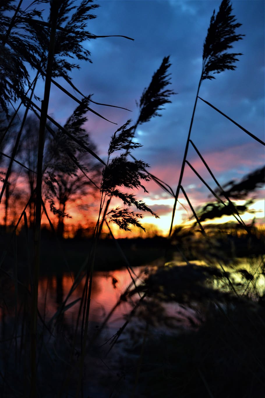 netherlands, eibergen, grain, sunset, sky, air, plant, cloud - sky HD wallpaper