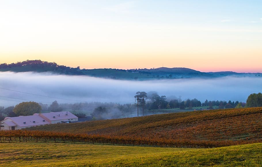 grass fields under orange sky, countryside, fog, australia, tree HD wallpaper