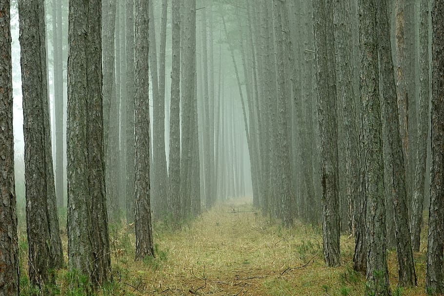 HD wallpaper: wood, nature, tree, background, pine, forest, tree trunks,  fog | Wallpaper Flare