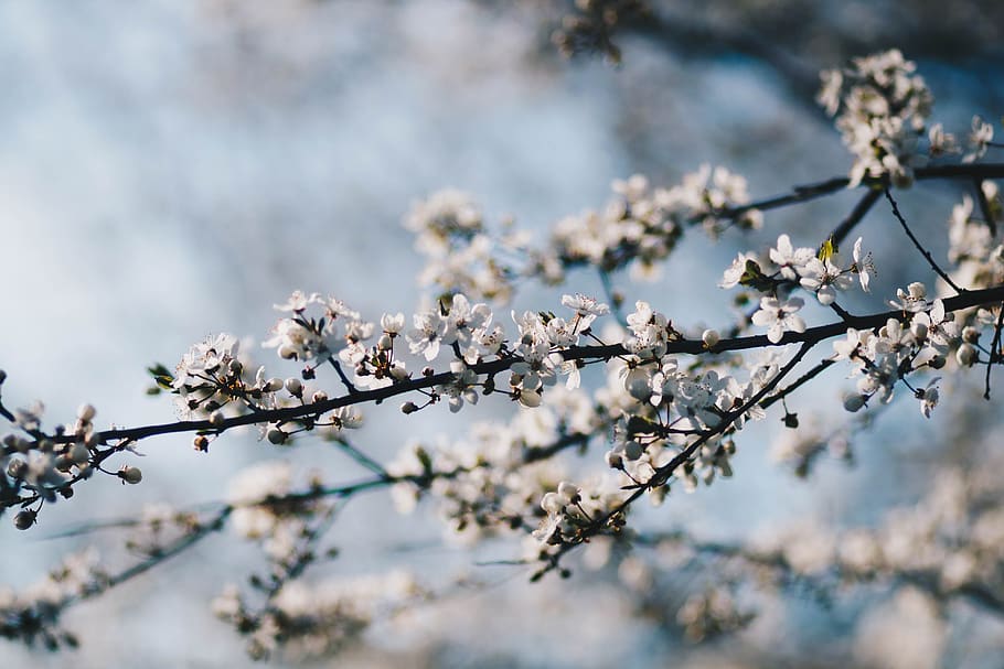 Close-Up Photo of White Flowers, beautiful, bloom, blooming, blur HD wallpaper