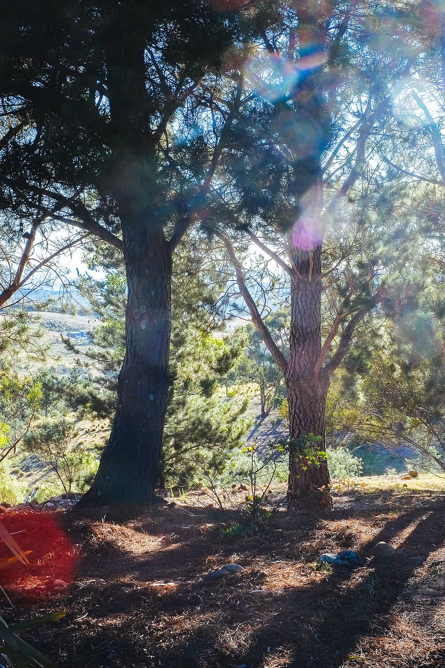 trees, woods, australia, plant, sunlight, land, nature, trunk HD wallpaper