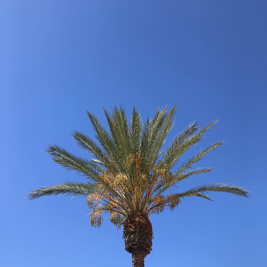 palm tree, blue sky, plant, growth, tropical climate, nature HD wallpaper