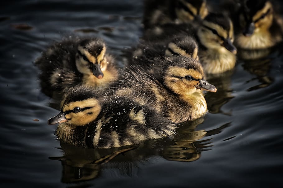 mallard, ducklings, chicks, cute, small, little, swim, water bird HD wallpaper