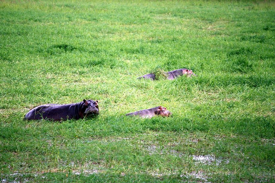 plant, grass, pet, mammal, animal, dog, canine, south luangwa national park HD wallpaper