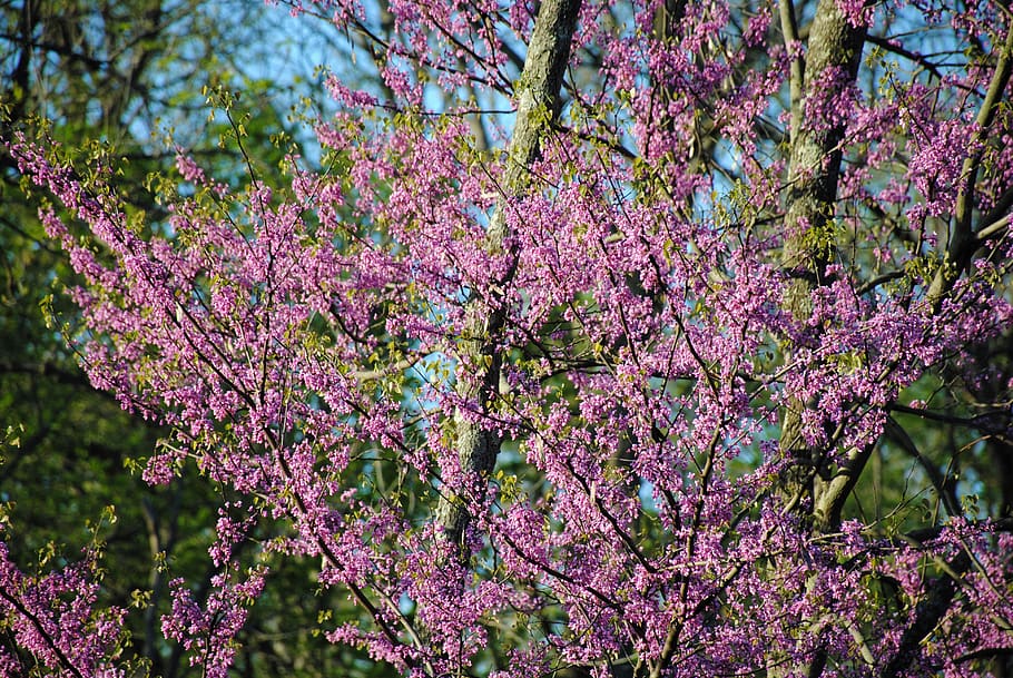 spring, flowers, pink, nature, tree, summer, plant, flowering plant HD wallpaper