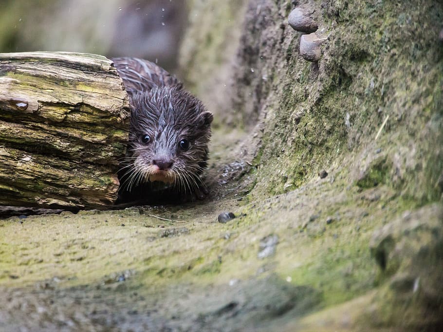 black beaver near log, animal, mosman, taronga zoo, australia HD wallpaper