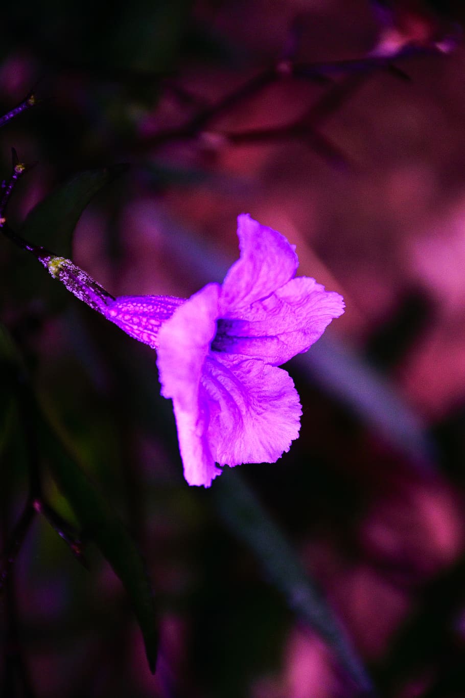 Free stock photo of purple coneflower closeup