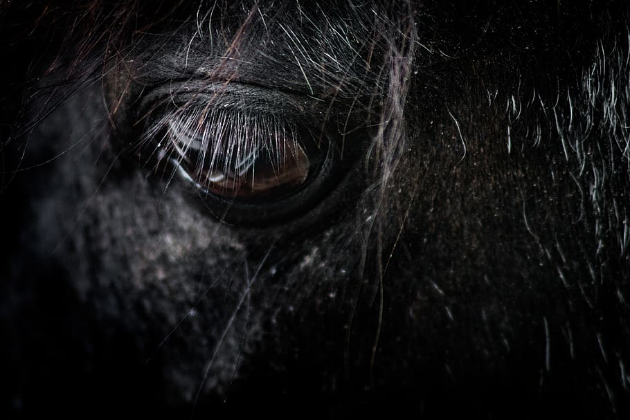 black horse eye, mammal, close-up, animal body part, one animal HD wallpaper