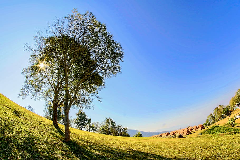 Green Leafed Trees , camping, daylight, hill, land, scenic, tents HD wallpaper