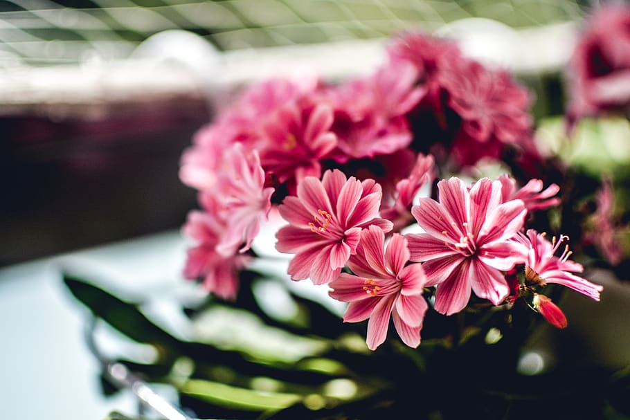 Pink Flowers, beautiful, bloom, blooming, blossom, botanical HD wallpaper