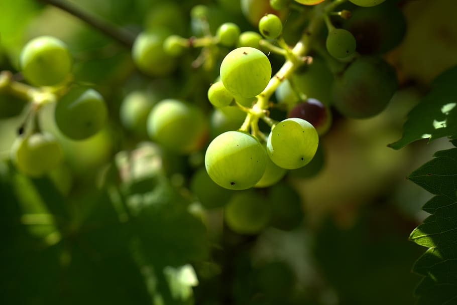 grapes, grapevine, wine, fruit, nature, sweet, vines, sunbeam HD wallpaper